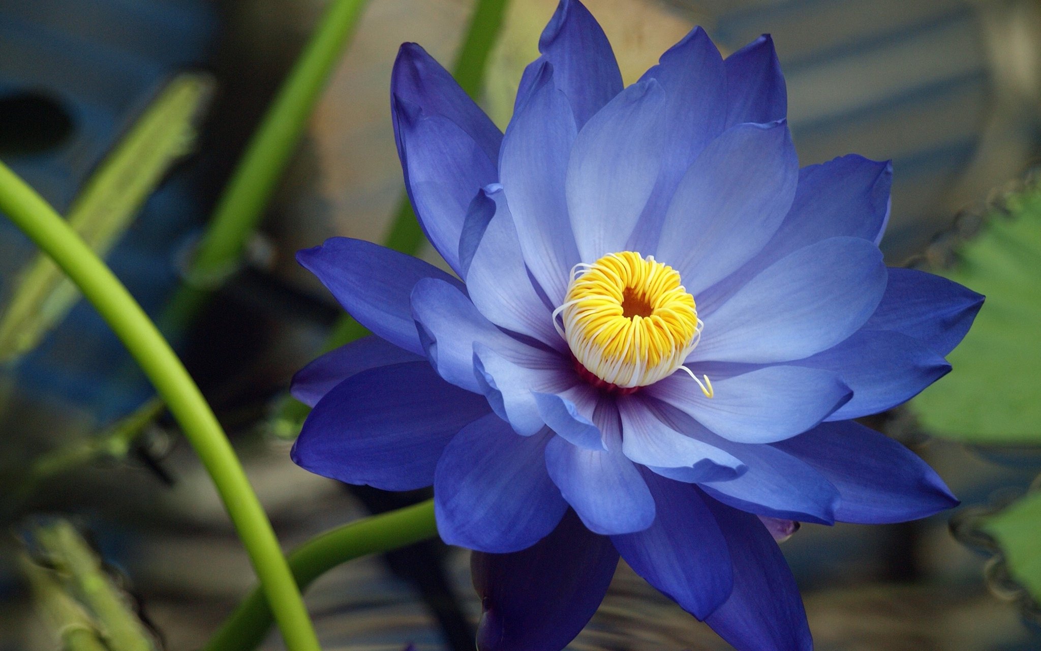 Remediu vibrational lotus albastru
